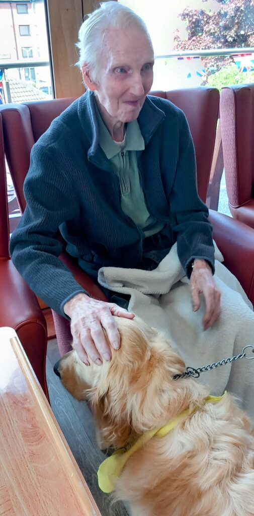 An elderly person sits in a chair indoors, gently stroking Gwyl, a golden retriever wearing a yellow scarf during a Tim Visit.