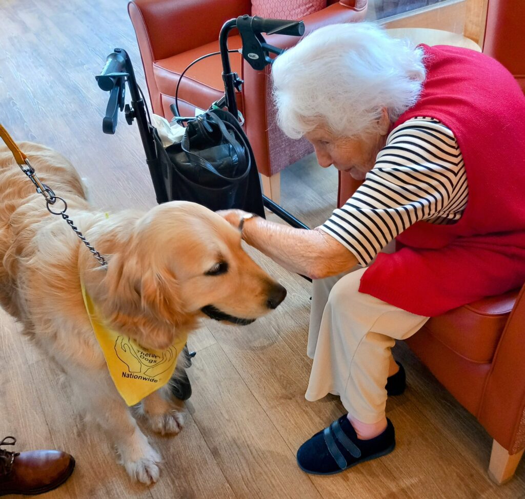 An elderly woman sits in a chair, stroking a golden retriever in a yellow vest during a Tim Visit, while her walking frame stands nearby.