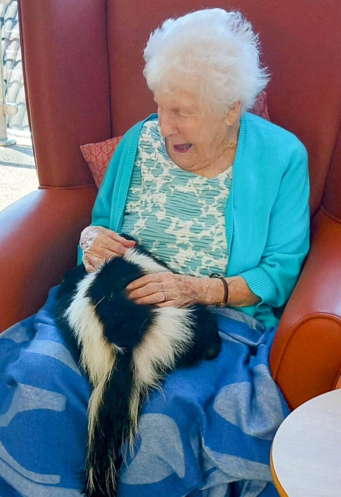 An elderly woman sits in an armchair on a quiet afternoon, smiling as she strokes one of her furry companions—a skunk resting on her lap, partially covered by a blue blanket.