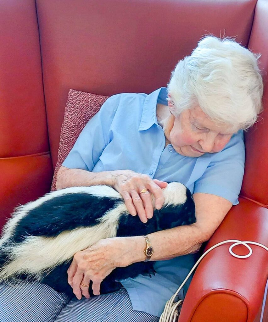 An elderly woman sits on a red armchair one afternoon, gently holding and stroking her furry companion, a skunk, on her lap.