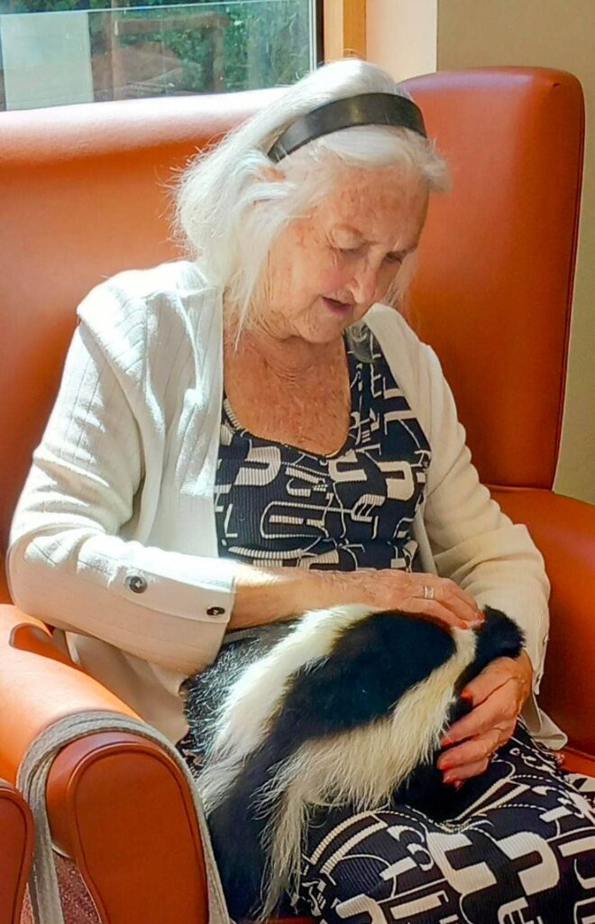 An elderly woman sits in an orange armchair, gently stroking a skunk that is resting on her lap, enjoying a quiet moment with one of her furry companions.