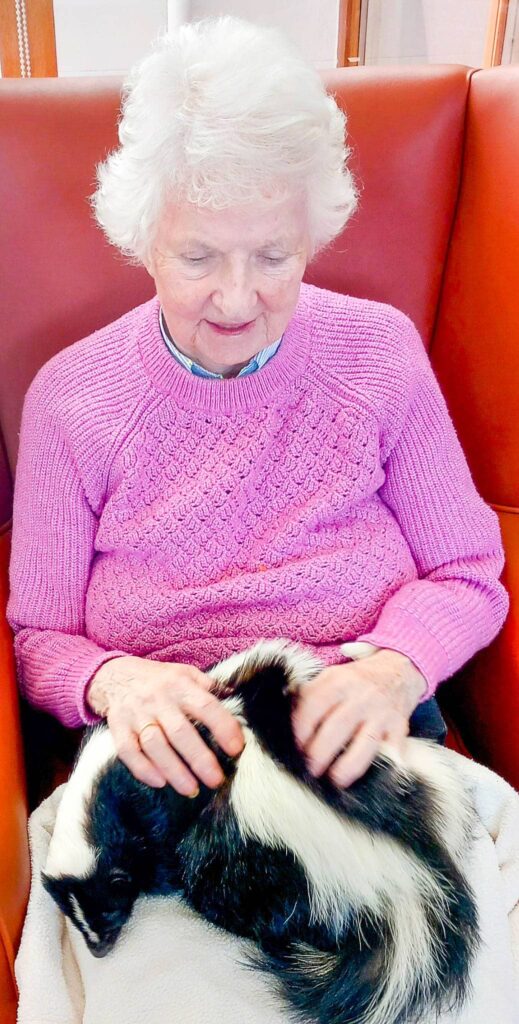 An elderly woman with white hair and a pink jumper sits in a chair, stroking a black and white skunk on her lap, enjoying the company of her unusual furry companions.