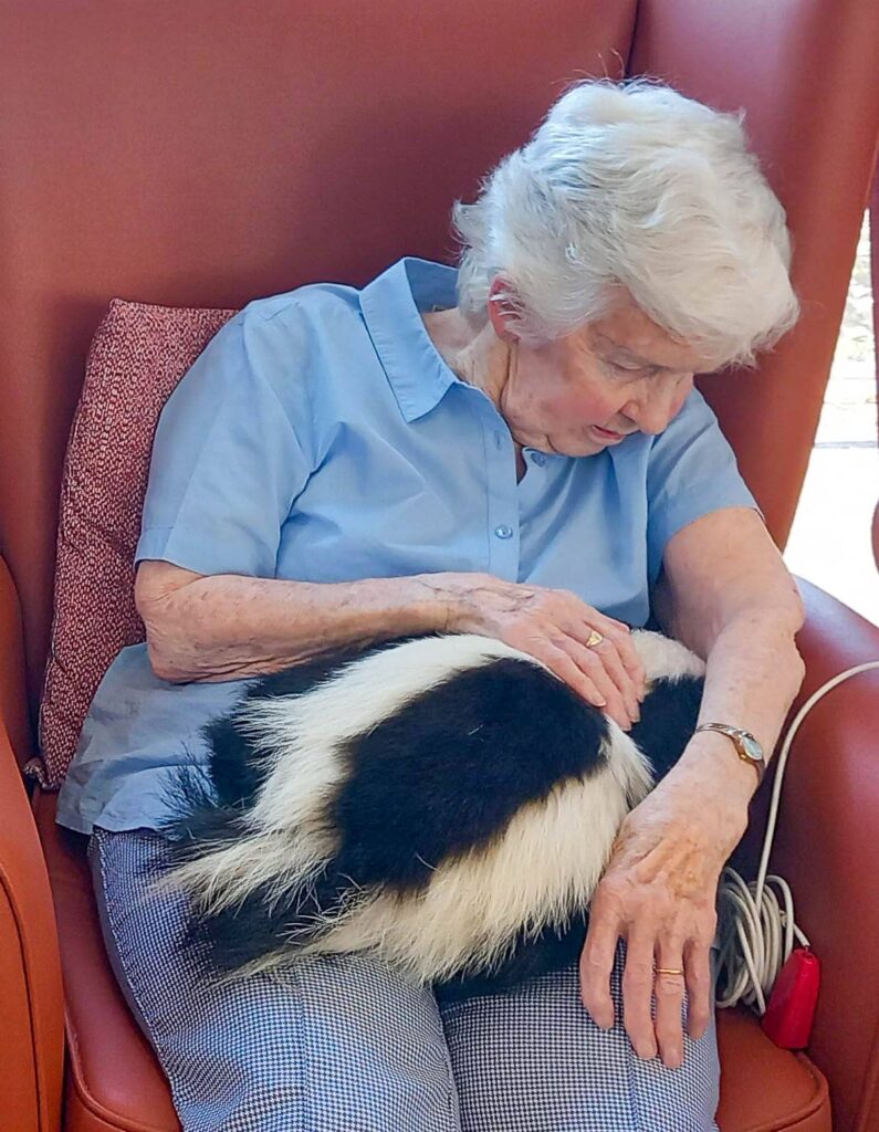 An elderly woman sits in a chair at an afternoon event, gently stroking a black and white animal—likely a skunk—resting on her lap, showcasing the special bond between furry companions.