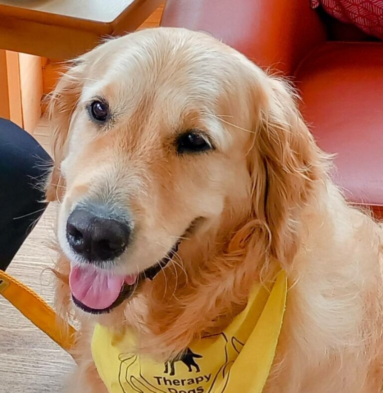 Golden retriever wearing a yellow bandana marked Therapy Dogs Nationwide sits indoors, gazing at the camera with its mouth slightly open and tongue out.