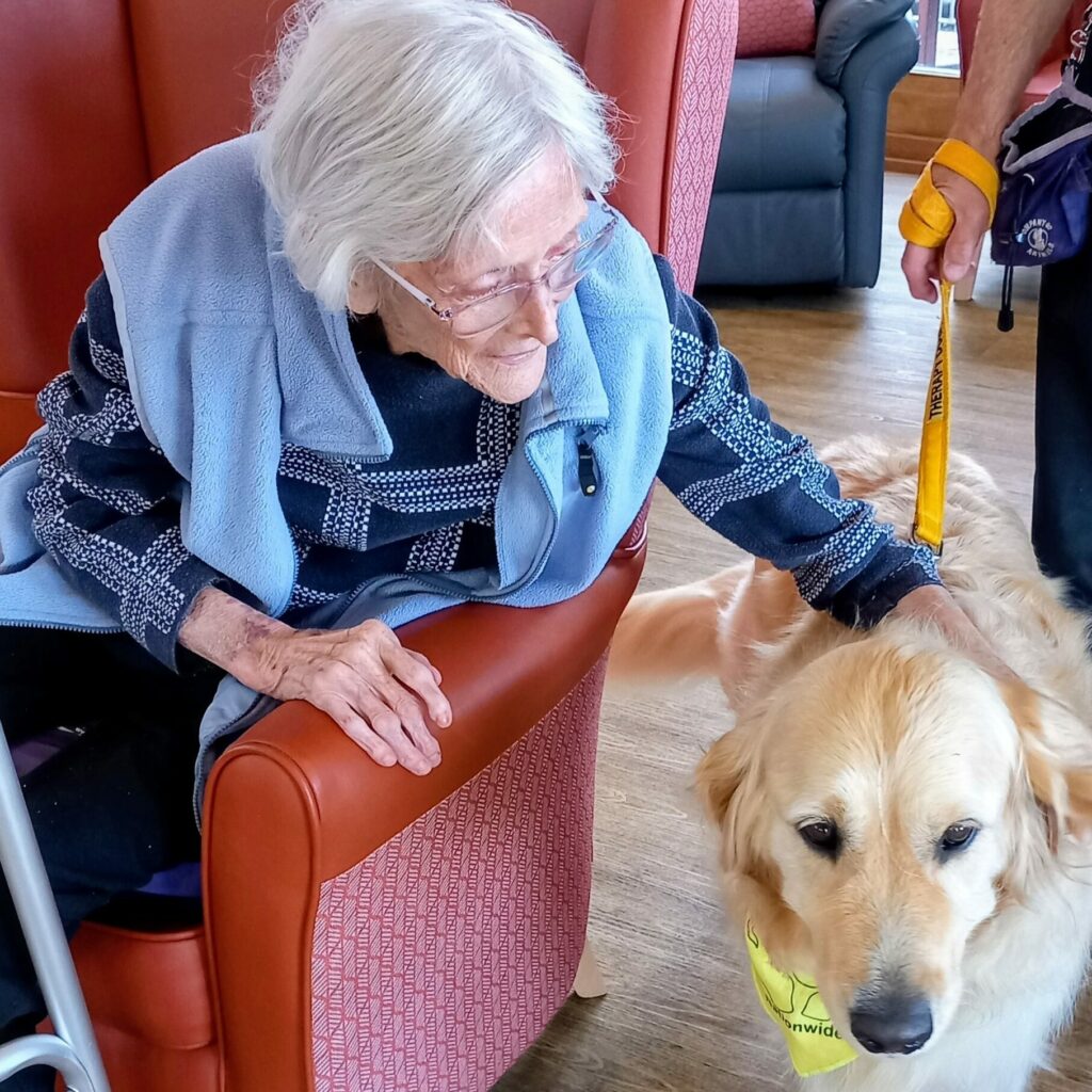 An elderly woman sits in a chair, stroking Tim and Gwyll, a large golden retriever in a yellow vest, as someone holds the lead—truly a pawsitive afternoon.