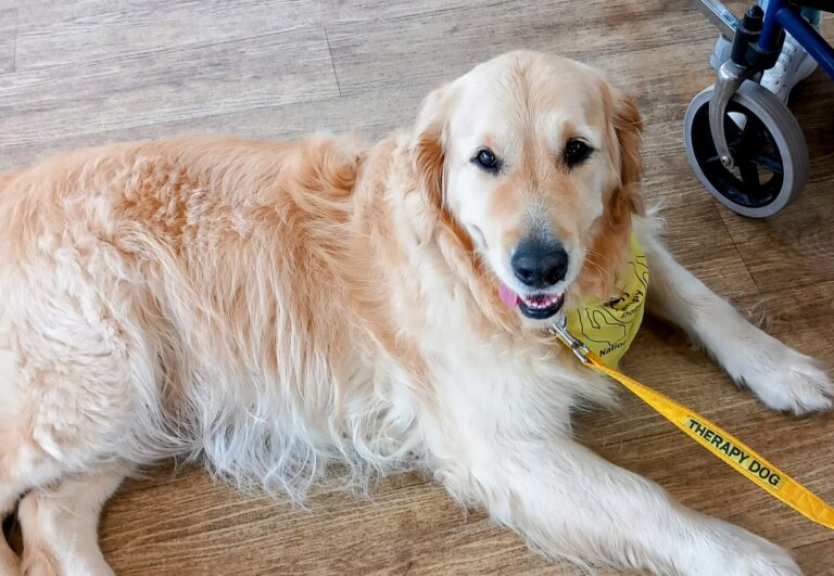 A golden retriever wearing a yellow therapy dog bandana and lead lies on a wooden floor beside a wheelchair at the Pawsitive Afternoon pet event.