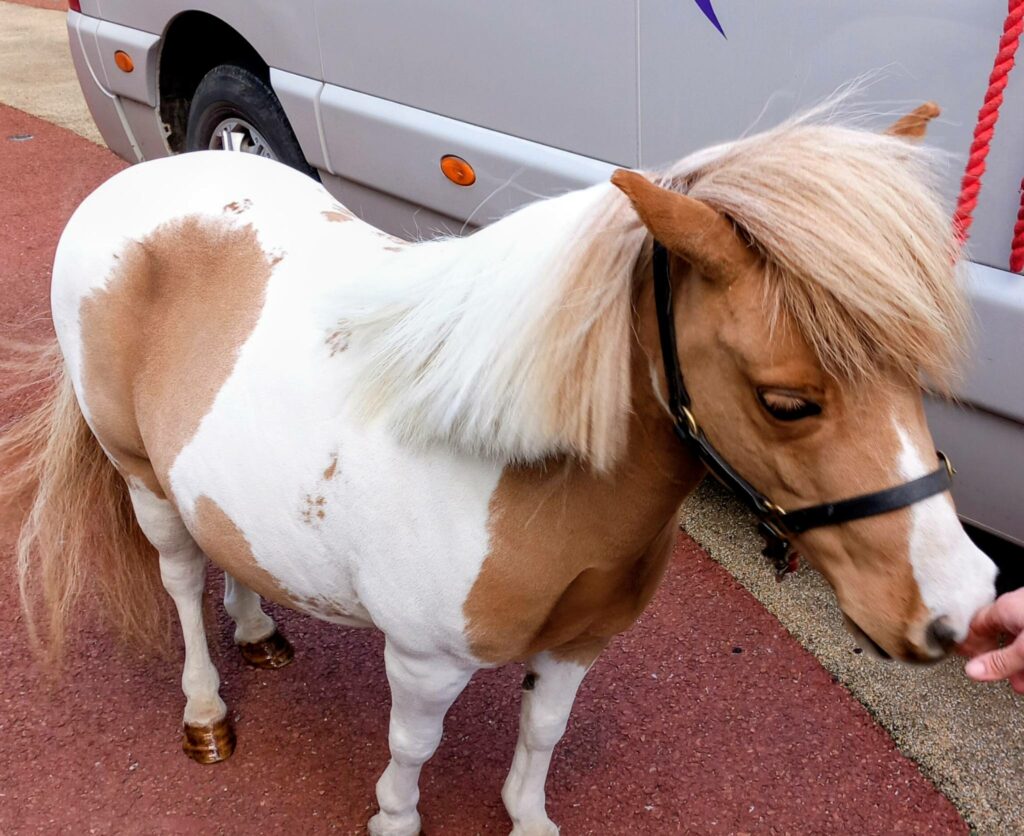 Fudgecake the Pony, a small brown and white pony with a blonde mane, stands on a paved surface beside a grey vehicle as a special visitor’s hand reaches towards its head.