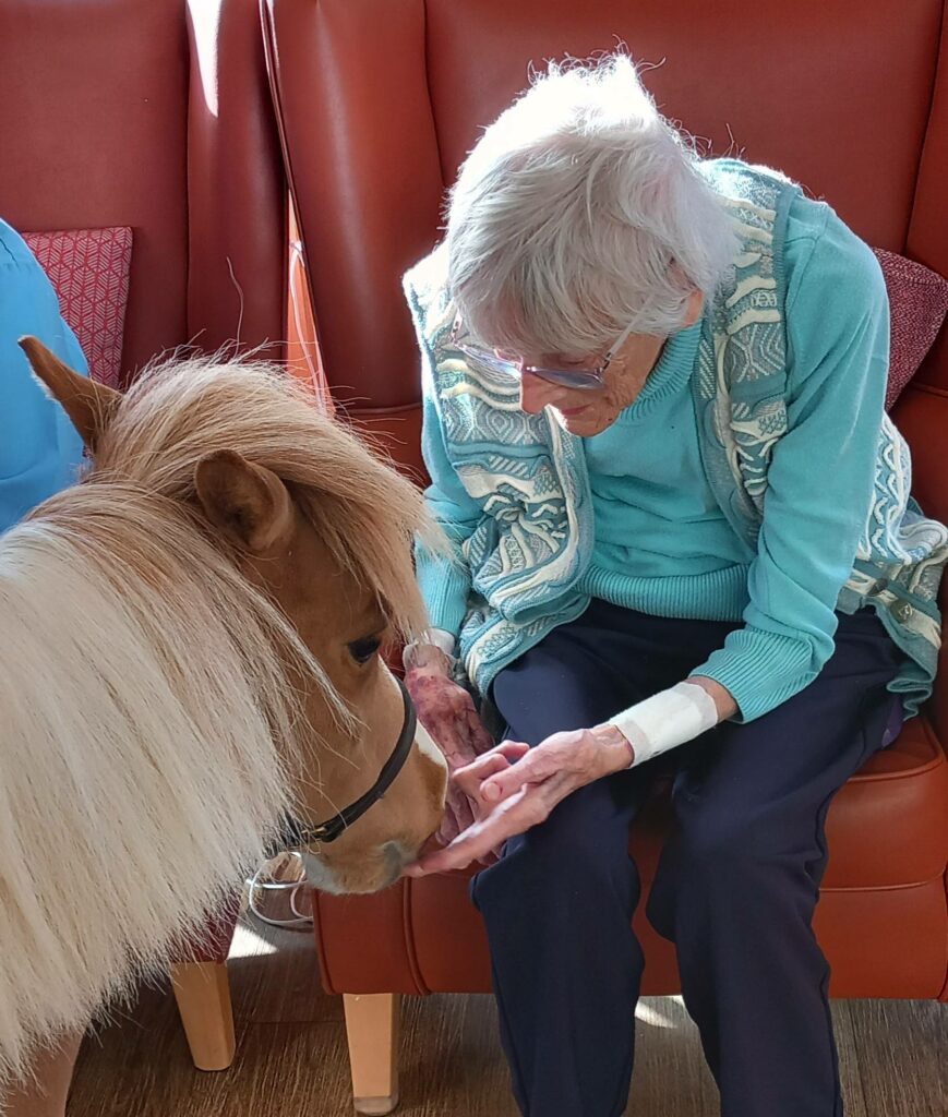 An elderly person with white hair and spectacles gently touches the nose of Fudgecake the Pony, a special visitor, as they sit together indoors in front of a red chair.