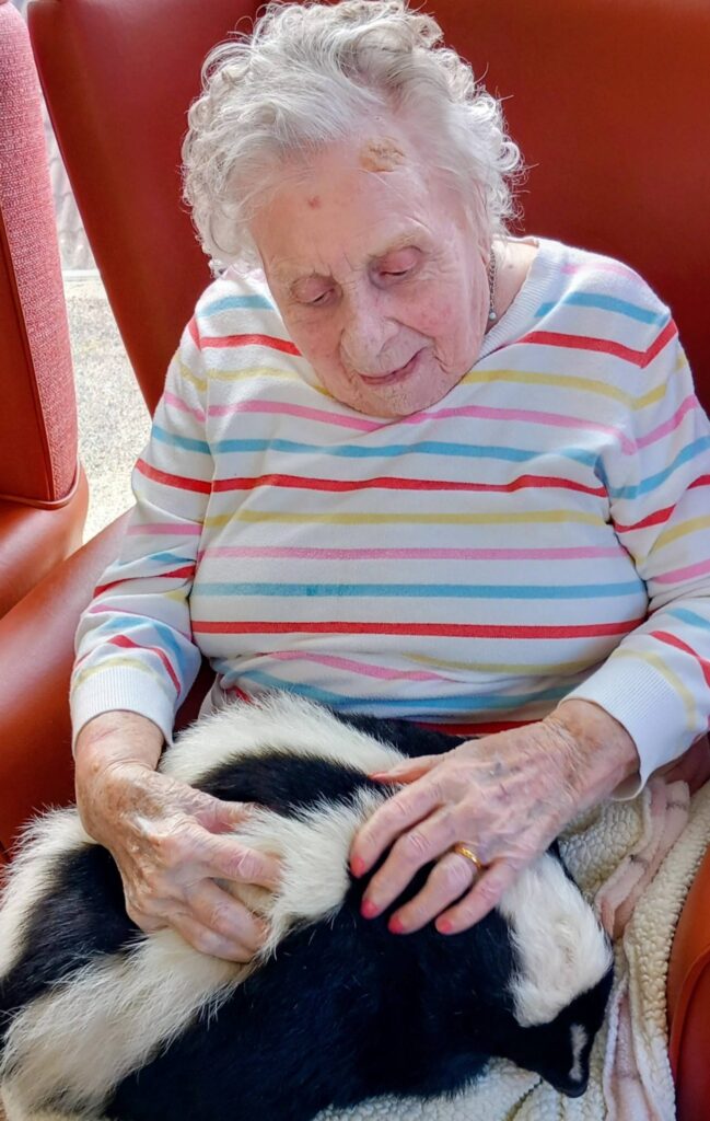 An elderly woman in a striped shirt sits in a red chair, gently stroking a black and white animal with a bushy tail, possibly a skunk, savouring this unique visit as it rests on her lap.