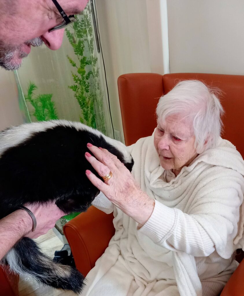 An elderly woman seated in an orange chair gently strokes a skunk with a bushy tail, which is being held by a man, during an unusual visit in a room featuring an aquarium in the background.