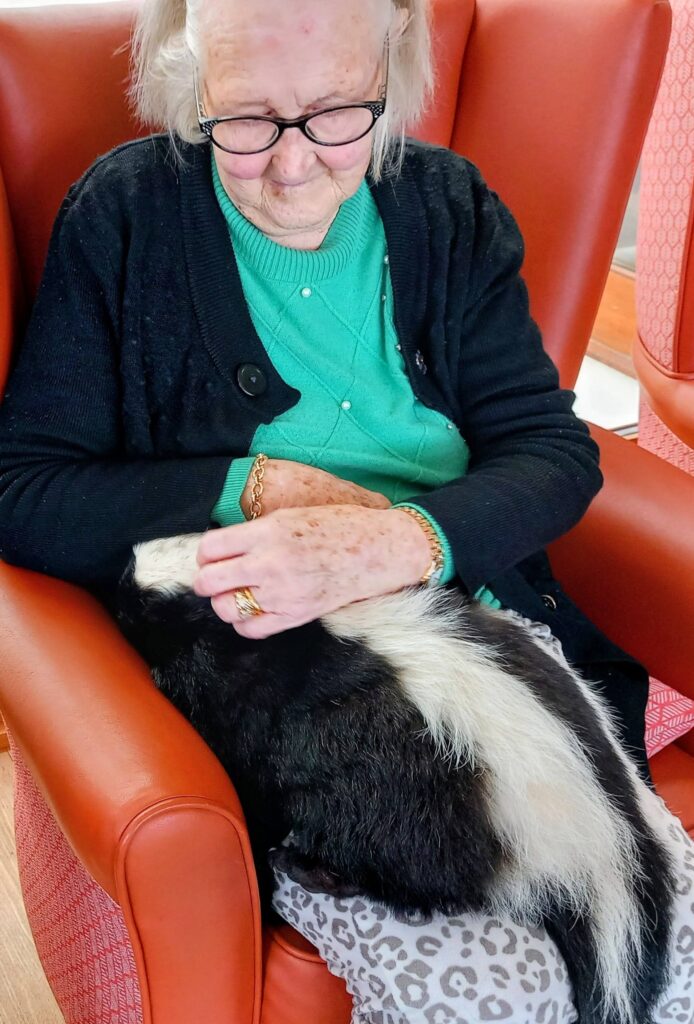 An elderly person seated in a red chair strokes a skunk with a bushy tail resting on their lap, creating a truly unique visit.