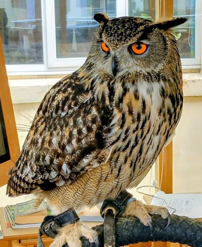 A large owl with orange eyes and mottled brown and cream feathers perches indoors on a padded stand near a window, its sharp talons gripping the surface during this unusual visit.