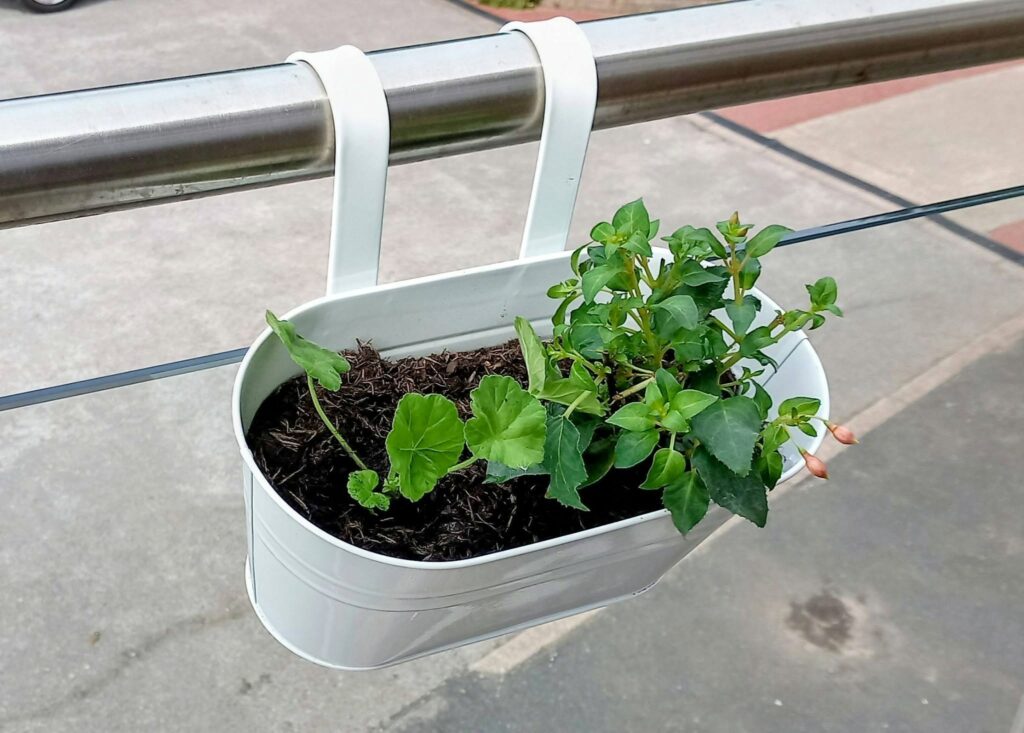 A white hanging planter filled with green leafy plants is fixed to a metal railing outdoors, ideal for balcony gardening at Lear House.