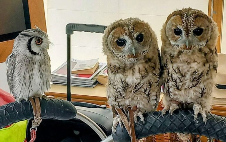 Three owls perch indoors on a black bar at Lear House. The small grey owl and two larger, fluffier brown owls observe as visitors admire books, a suitcase, and perhaps wait for the renowned Owl Man.