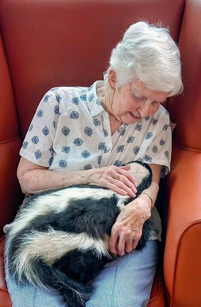 An elderly woman with white hair sits in a red armchair at Lear House, smiling and gently holding a black and white skunk in her lap during a visit.