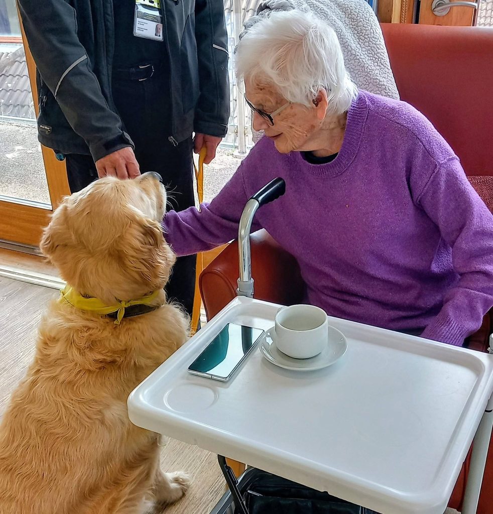 An elderly woman with a walking frame greets a golden retriever therapy dog in a yellow bandana. A Therapy Dogs Nationwide member stands close; a tray with a cup and mobile sits on the table in front of her.